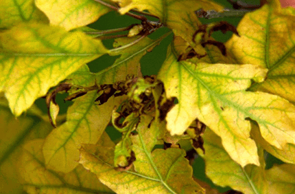 Pest And Disease Center Iron Chlorosis Sideimage 608X341