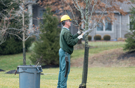 Winter Tree Care Winter Pruning