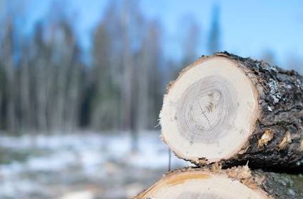 Ash Wood