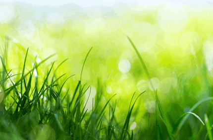 When Is The Best Time To Grow Grass