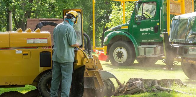 Stump Grinding