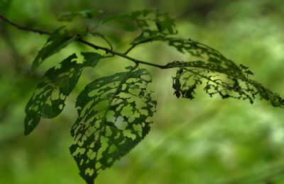 Chewed Leaves