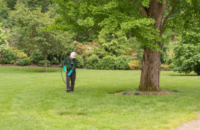 Arbor Green Tree Fertilization