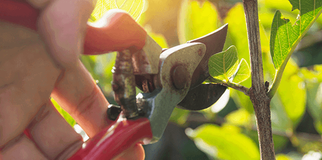 Pruning Young Tree
