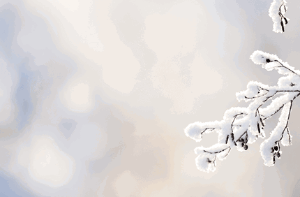 How To Protect Trees In Winter