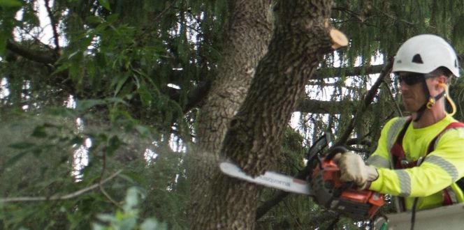 Tree Removal Cost Davey Tree