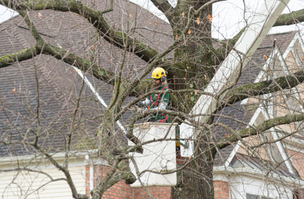 Dormant Season Pruning