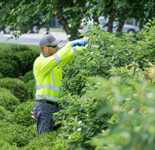 Tree Pruning near Rochester, Minnesota