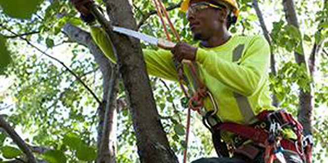 Tree Pruning