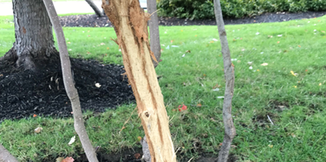 How To Fix Deer Damage On Trees Rub Antlers Davey Tree