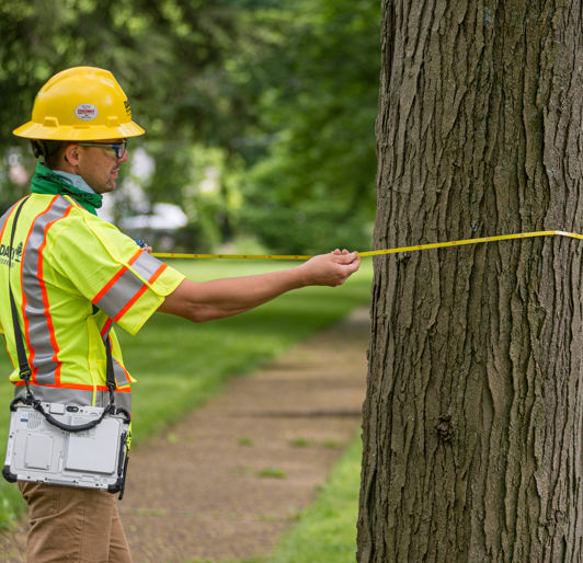 Tree Risk Management in Southeast Minnesota