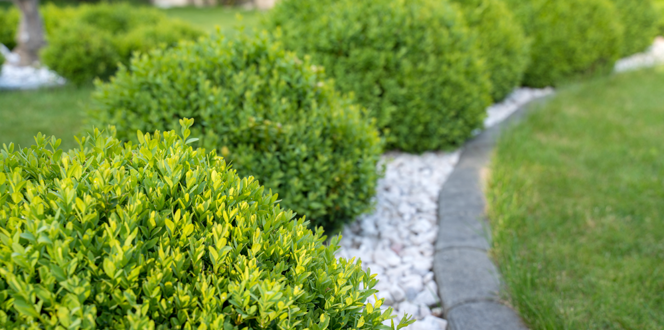 Best Fast Growing Shrubs