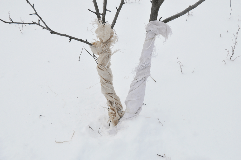 How To Protect Trees From Cold Weather