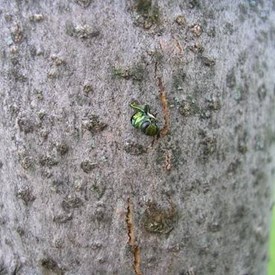 Emerging Eab Adult