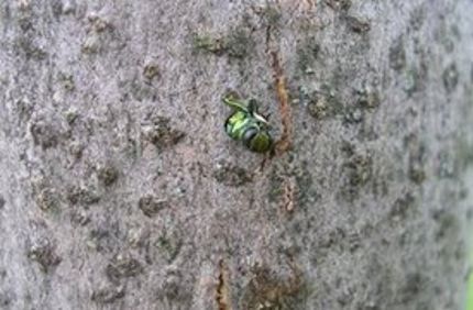 Emerging Eab Adult