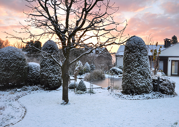 How To Prepare Trees For Winter