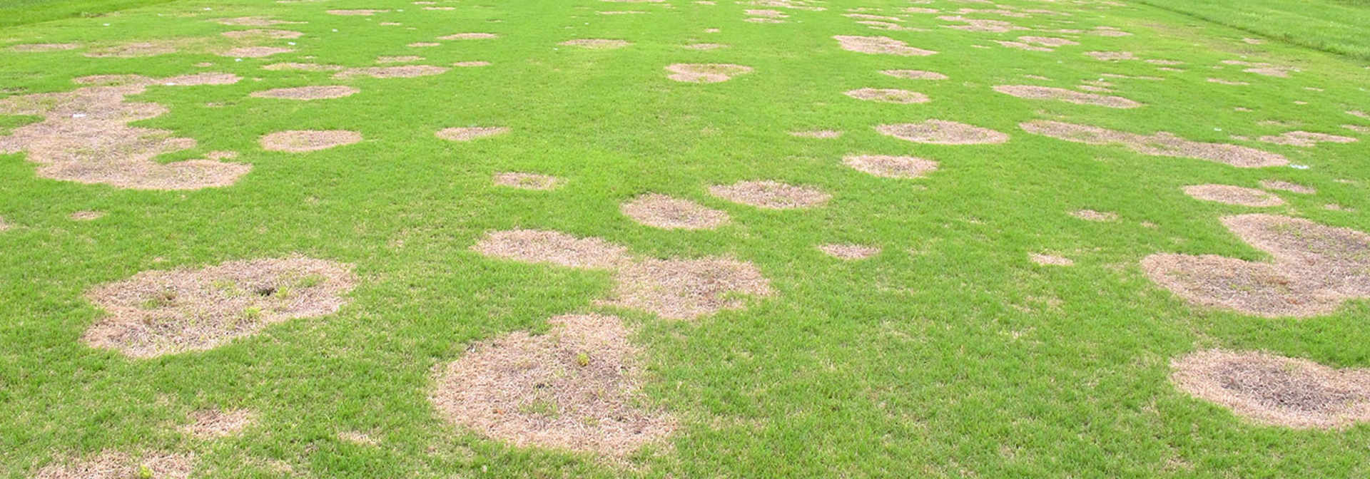 Pest And Disease Spring Dead Spot In Bermudagrass Banner 1440X500