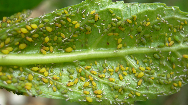 Commercial Blog Common Spring Tree Pests Sideimage5 608X341