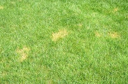 Disease Lawn Red Thread