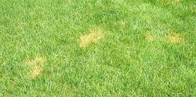 Disease Lawn Red Thread