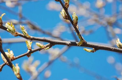Spring Branch Banner Stock