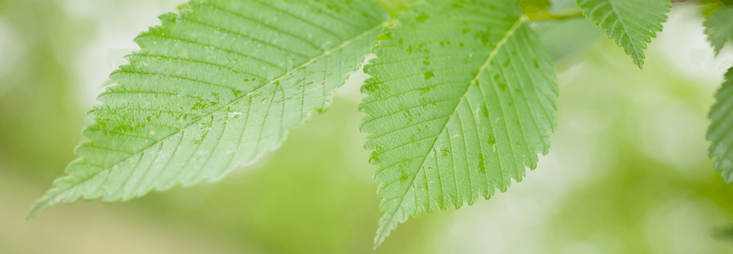 How To Identify And Elm Tree