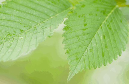 How To Identify And Elm Tree