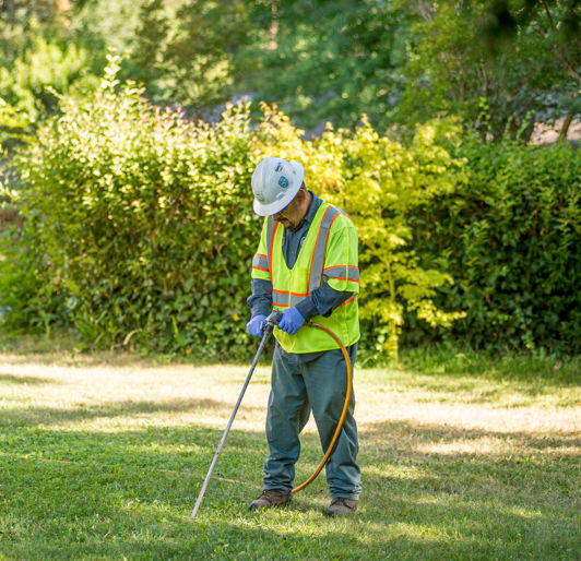 Tree Nutrients in Rochester, Minnesota