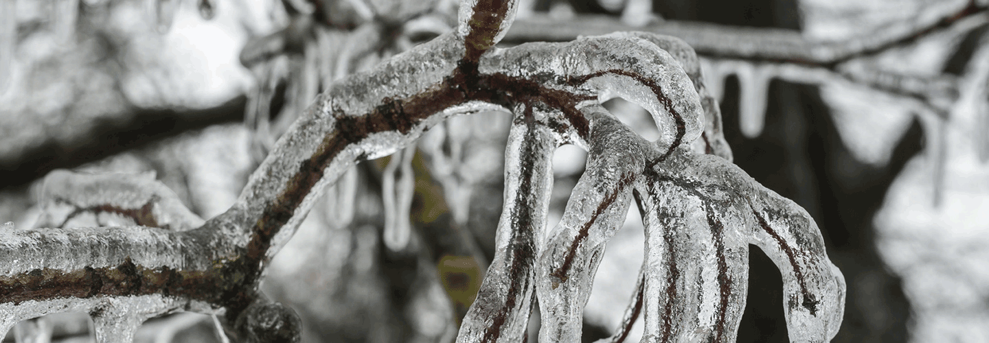 Trees Bent Over By Ice