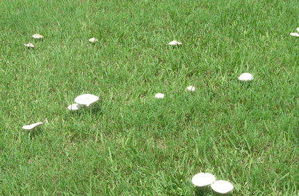 Pest And Disease Center Fairy Rings Banner 1440X500