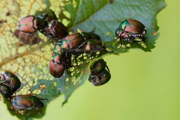 Japanese Beetle