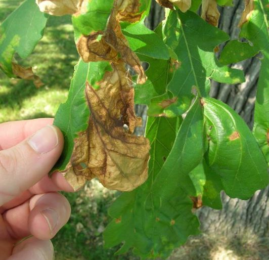 Common Tree Diseases in Rochester, Minnesota