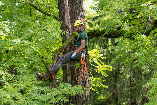 Certified Arborist Near Me