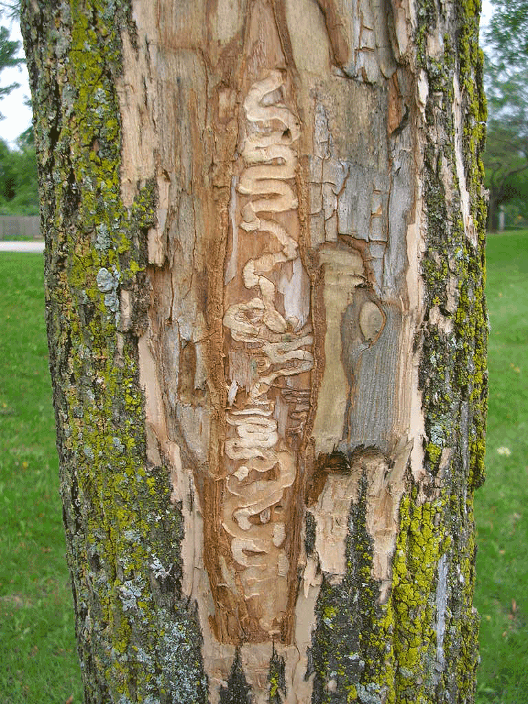 What Does Emerald Ash Borer Eat