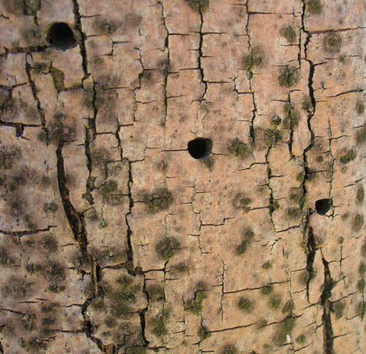Common Tree Pests in Rochester, Minnesota