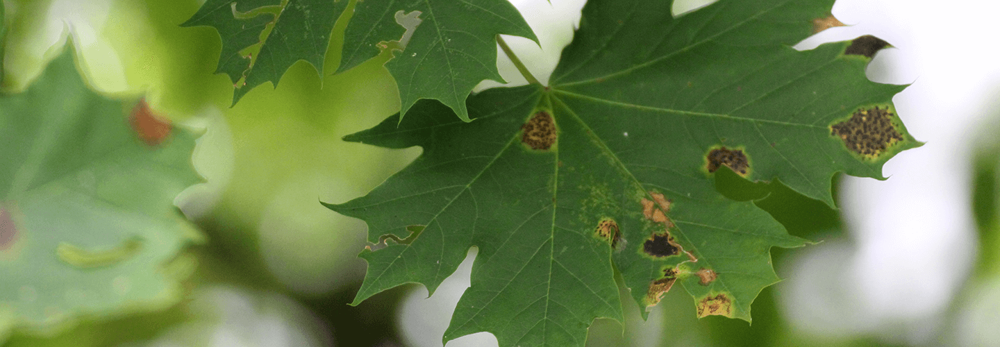 Pest And Disease Center Anthracnose Disease Of Deciduous Trees Banner 1440X500
