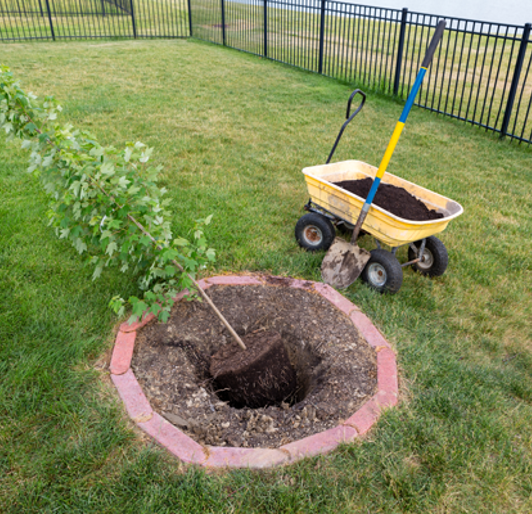 Tree Planting near Rochester, Minnesota