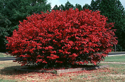 Best Shrubs To Plant In Fall