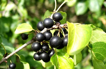 Buckthorn