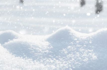 Winter Damage To Trees