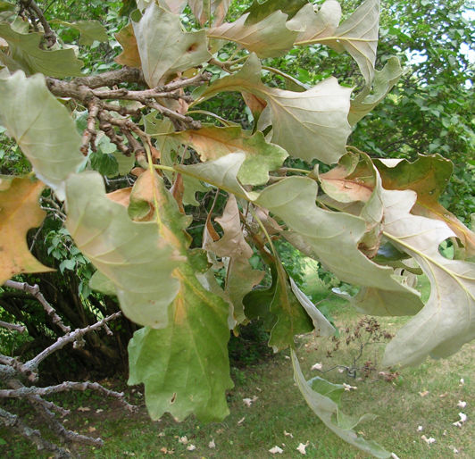Dealing with Oak Wilt in Rochester, Minnesota
