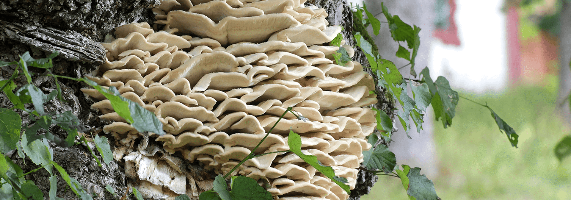 Pest And Disease Northern Tooth Fungus Banner 1440X500