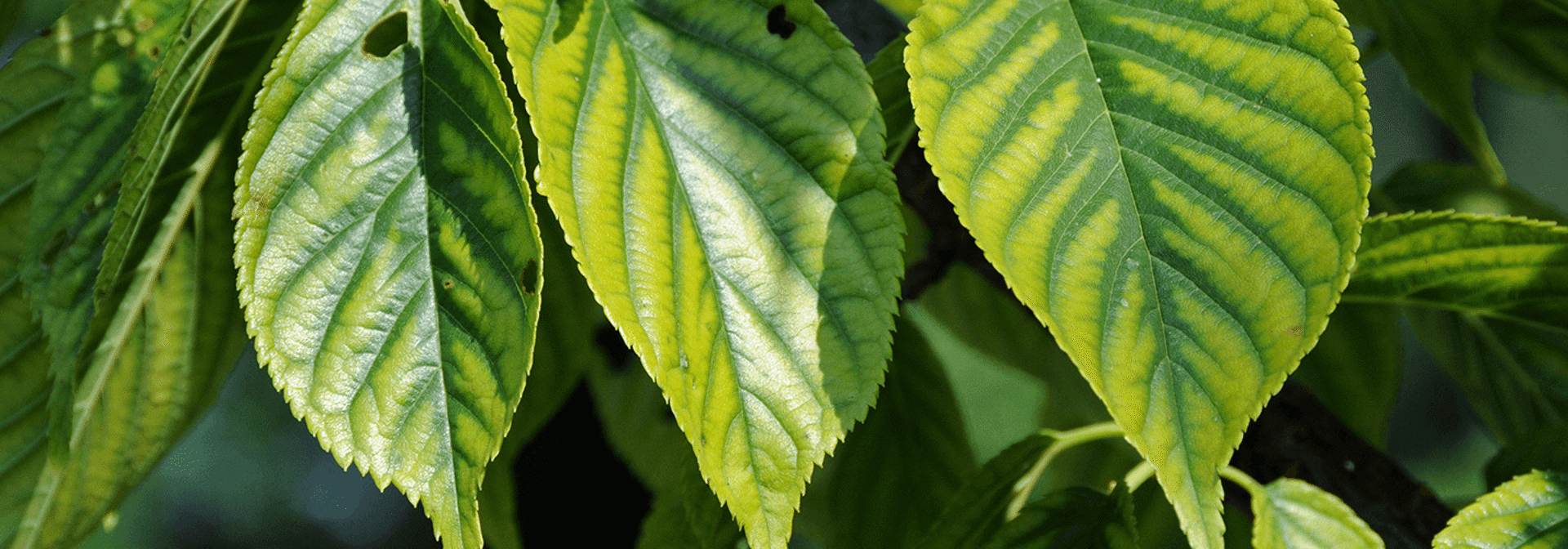 Pest And Disease Chlorosis Banner 1440X500