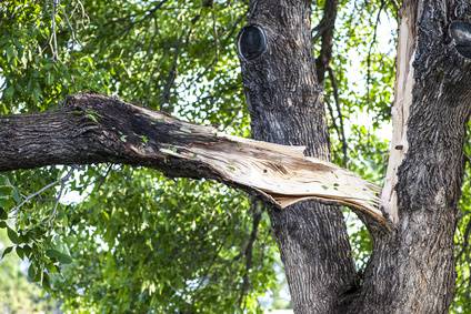 Davey Tree Storm Damaged Split Branch
