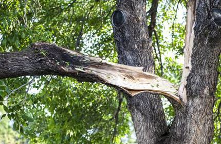 Davey Tree Storm Damaged Split Branch