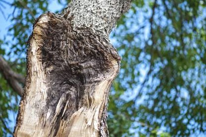 Davey Tree Storm Damage Decay