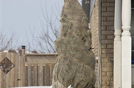 Should I Wrap Tree In Burlap Evergreen In Winter Davey Tree
