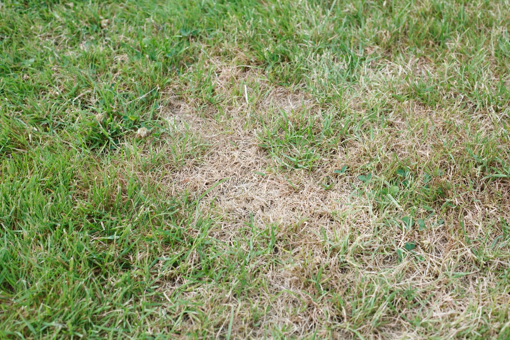 Brown Spots In Lawn How To Fix Davey Tree