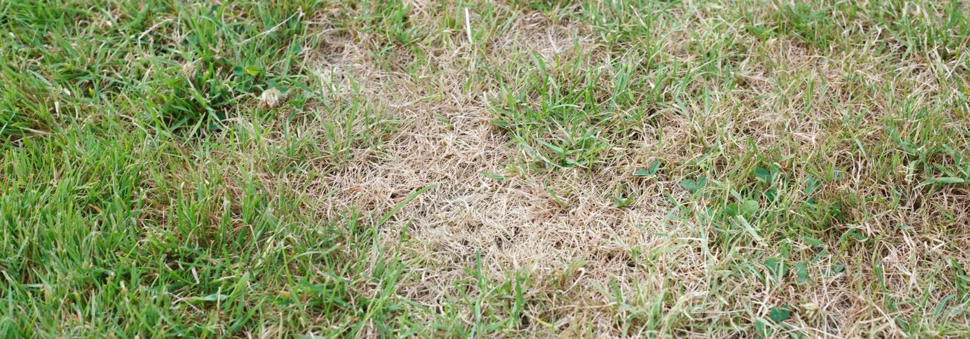 Brown Spots In Lawn How To Fix Davey Tree