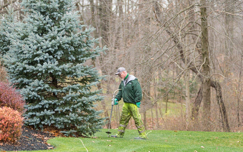 Best Time To Fertilize Evergreens